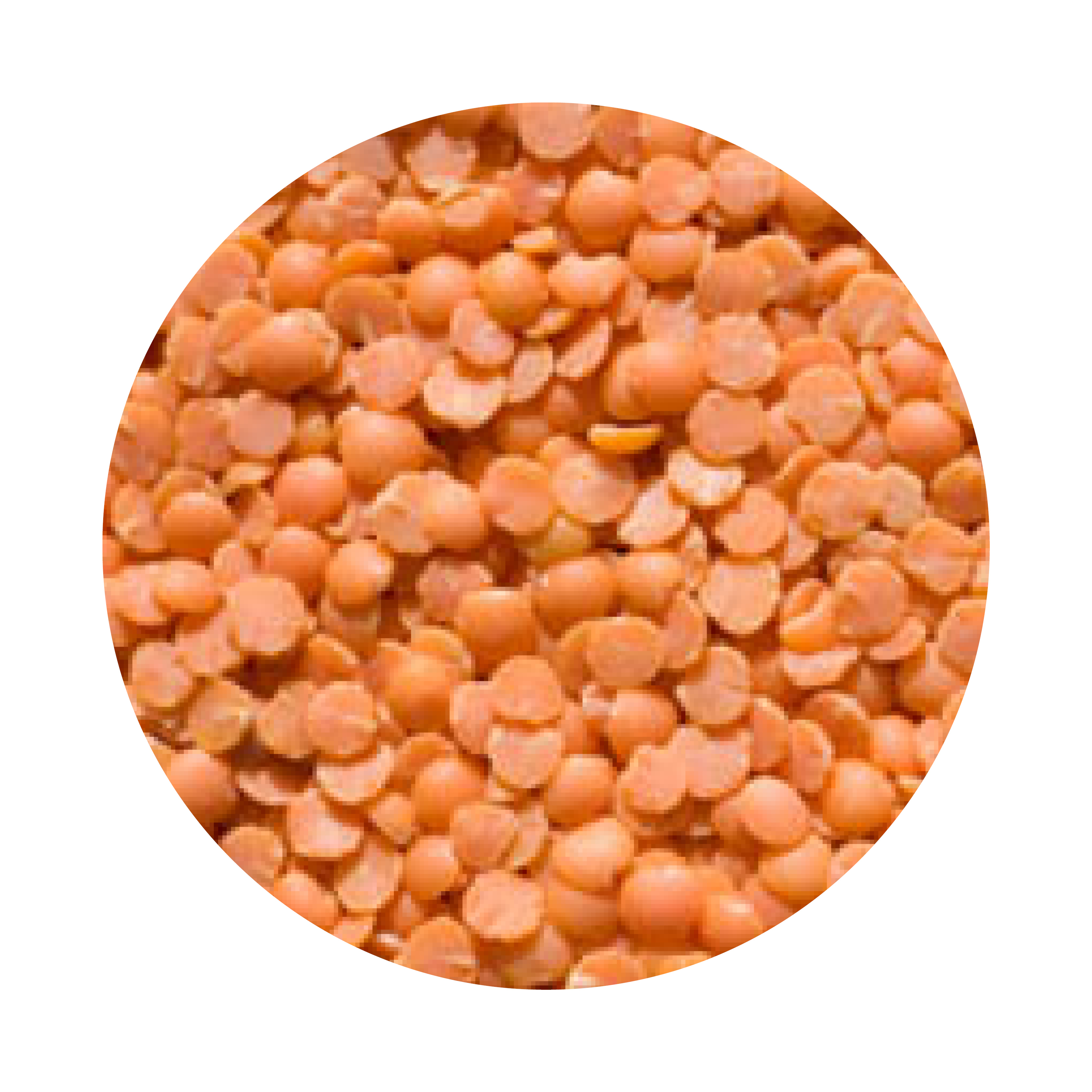 Čočka červená BIO